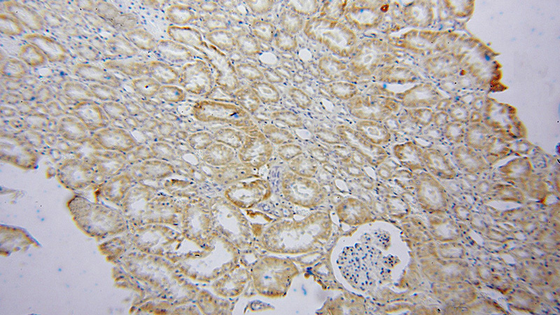 Immunohistochemical of paraffin-embedded human kidney using Catalog No:113351(OPA3 antibody) at dilution of 1:50 (under 10x lens)