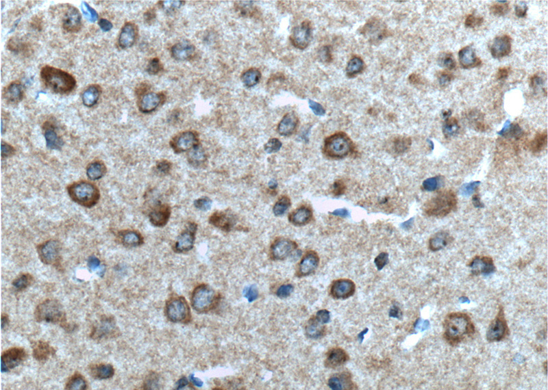 Immunohistochemistry of paraffin-embedded mouse brain tissue slide using Catalog No:111134(GPR75 Antibody) at dilution of 1:100 (under 40x lens). heat mediated antigen retrieved with Tris-EDTA buffer(pH9).