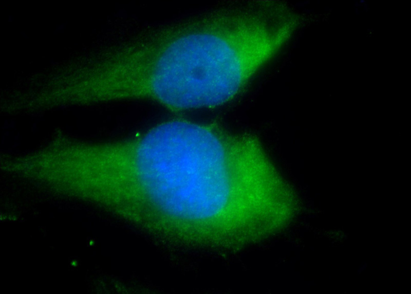 Immunofluorescent analysis of (10% Formaldehyde) fixed U-251 cells using Catalog No:107329(Nestin Antibody) at dilution of 1:50 and Alexa Fluor 488-congugated AffiniPure Goat Anti-Mouse IgG(H+L)