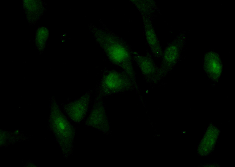 Immunofluorescent analysis of (10% Formaldehyde) fixed NIH/3T3 cells using Catalog No:114609(RBM28 Antibody) at dilution of 1:50 and Alexa Fluor 488-congugated AffiniPure Goat Anti-Rabbit IgG(H+L)