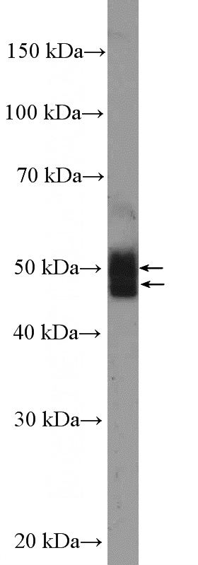 MCF-7 cells were subjected to SDS PAGE followed by western blot with Catalog No:116738(VEGFC Antibody) at dilution of 1:600