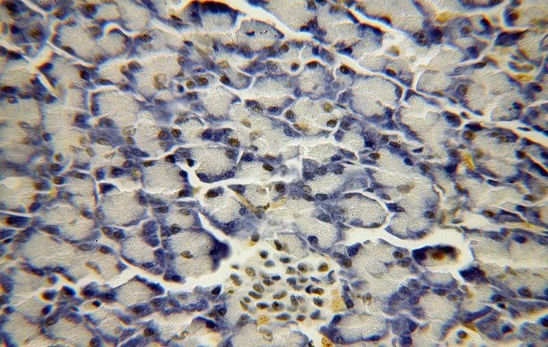 Immunohistochemical of paraffin-embedded human pancreas using Catalog No:108558(BXDC2 antibody) at dilution of 1:100 (under 40x lens)