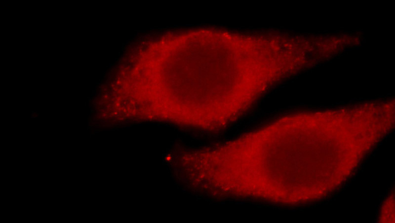 Immunofluorescent analysis of HepG2 cells, using DAB2 antibody Catalog No:109851 at 1:50 dilution and Rhodamine-labeled goat anti-rabbit IgG (red).