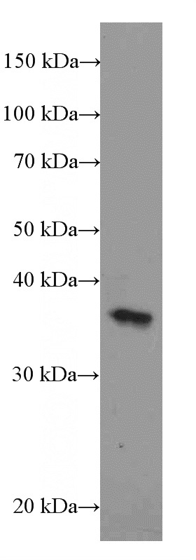 HeLa cell were subjected to SDS PAGE followed by western blot with Catalog No:109973 (DNTTIP1 Antibody) at dilution of 1:500
