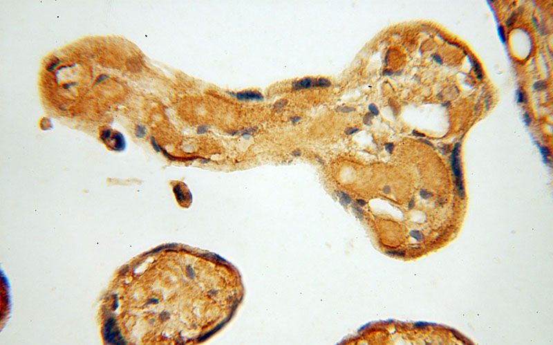 Immunohistochemical of paraffin-embedded human placenta using Catalog No:107981(ALG5 antibody) at dilution of 1:50 (under 40x lens)
