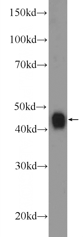 HeLa cells were subjected to SDS PAGE followed by western blot with Catalog No:115927(TDP-43 Antibody) at dilution of 1:2000