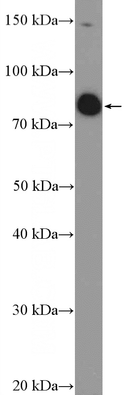 HeLa cells were subjected to SDS PAGE followed by western blot with Catalog No:115524(SP140L Antibody) at dilution of 1:600