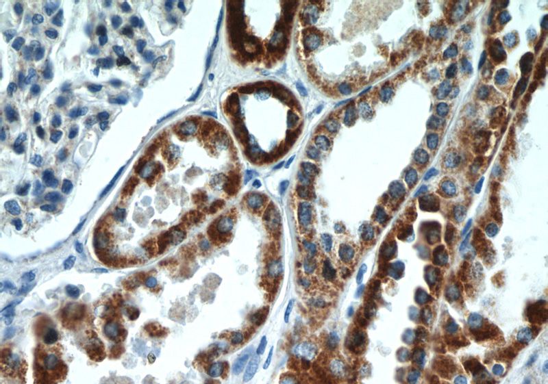 Immunohistochemistry of paraffin-embedded human kidney tissue slide using Catalog No:116637(UQCRFS1 Antibody) at dilution of 1:50 (under 40x lens)
