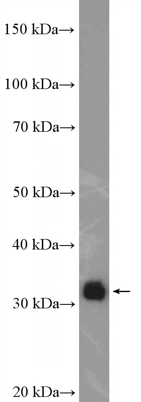 HepG2 cells were subjected to SDS PAGE followed by western blot with Catalog No:110356(ERGIC1 Antibody) at dilution of 1:1500