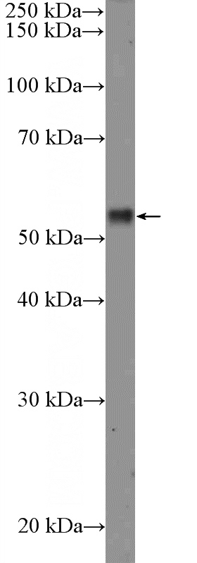 MCF-7 cells were subjected to SDS PAGE followed by western blot with Catalog No:114913(RPS6KB2 Antibody) at dilution of 1:1000