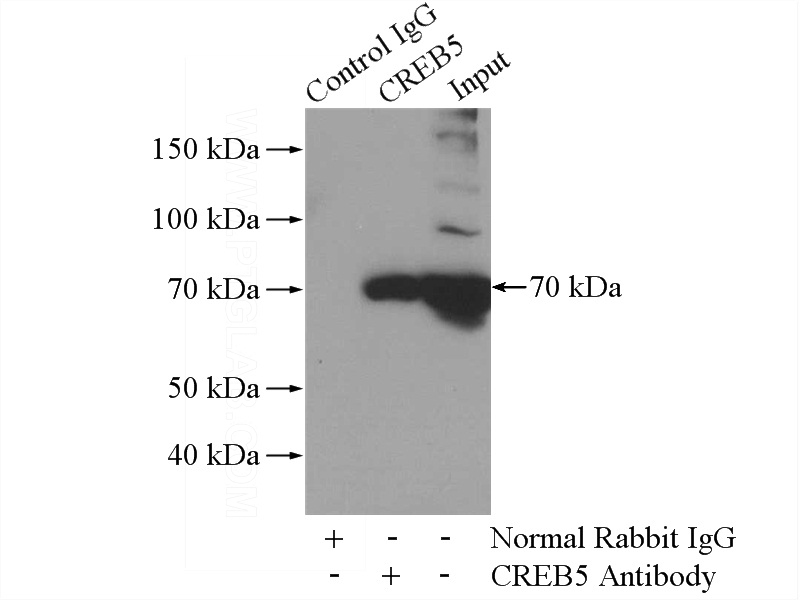 IP Result of anti-CREB5 (IP:Catalog No:109550, 4ug; Detection:Catalog No:109550 1:500) with HepG2 cells lysate 1600ug.