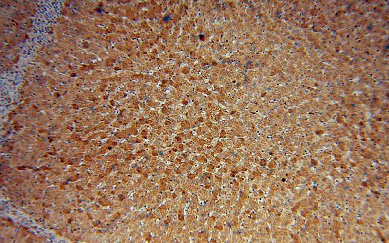 Immunohistochemical of paraffin-embedded human liver using Catalog No:112536(MGAT2 antibody) at dilution of 1:100 (under 10x lens)