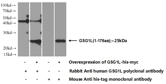 Transfected HEK-293 cells were subjected to SDS PAGE followed by western blot with Catalog No:111167(GSG1L Antibody) at dilution of 1:700
