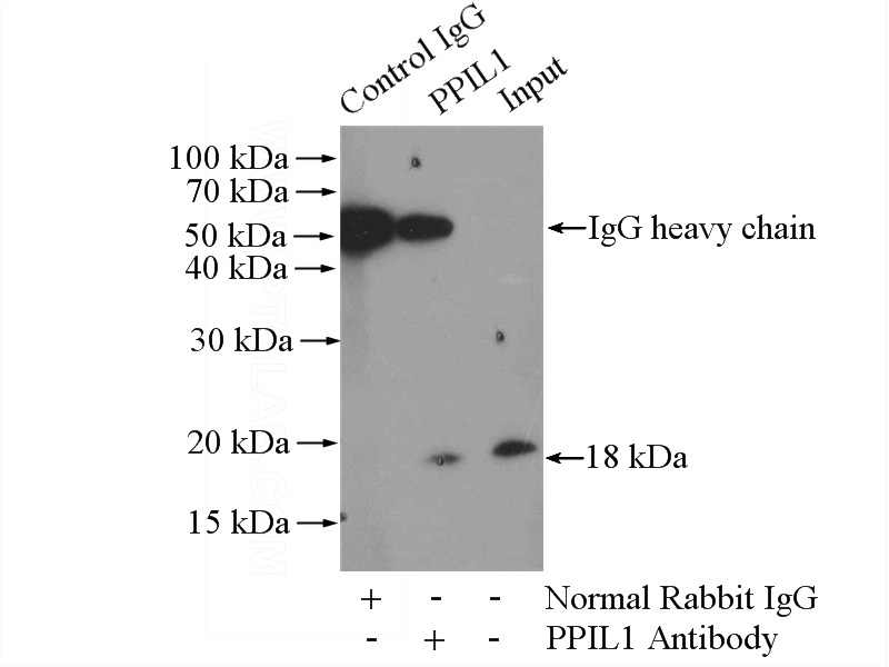 IP Result of anti-PPIL1 (IP:Catalog No:114127, 3ug; Detection:Catalog No:114127 1:400) with NIH/3T3 cells lysate 1600ug.