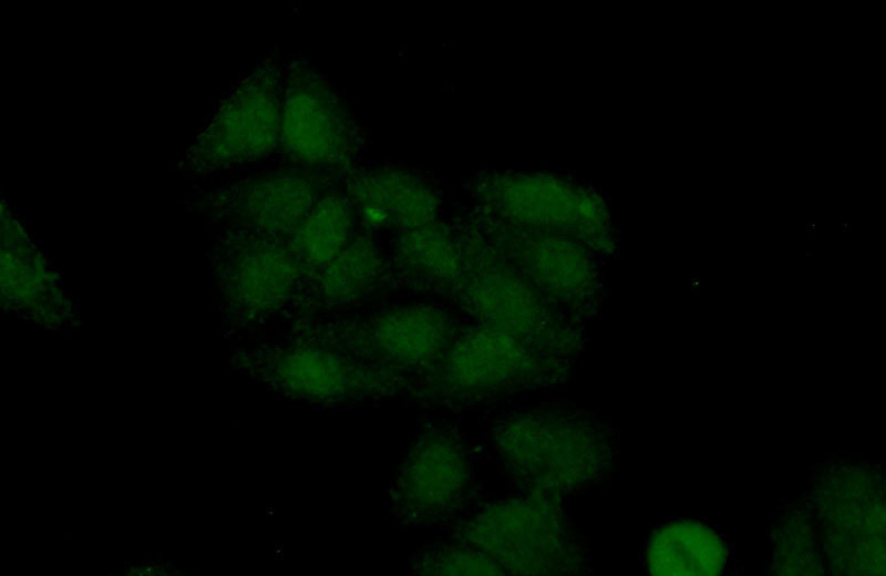 Immunofluorescent analysis of (10% Formaldehyde) fixed HepG2 cells using Catalog No:108554(BUD13 Antibody) at dilution of 1:50 and Alexa Fluor 488-congugated AffiniPure Goat Anti-Rabbit IgG(H+L)