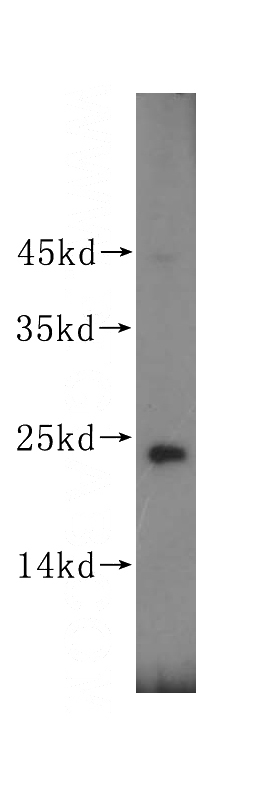 mouse lung tissue were subjected to SDS PAGE followed by western blot with Catalog No:108842(CAPSL antibody) at dilution of 1:800
