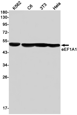 Western blot detection of eEF1A1 in K562,C6,3T3,Hela cell lysates using eEF1A1 Rabbit pAb(1:1000 diluted).Predicted band size:50kDa.Observed band size:50kDa.