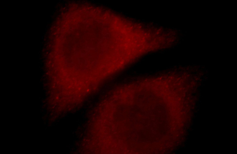 Immunofluorescent analysis of Hela cells, using SLC10A3 antibody Catalog No:115297 at 1:25 dilution and Rhodamine-labeled goat anti-rabbit IgG (red).