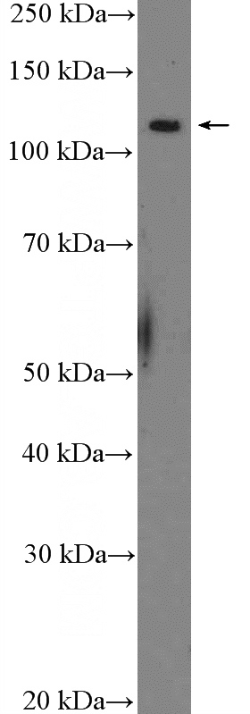 SH-SY5Y cells were subjected to SDS PAGE followed by western blot with Catalog No:113004(MYT1 Antibody) at dilution of 1:300