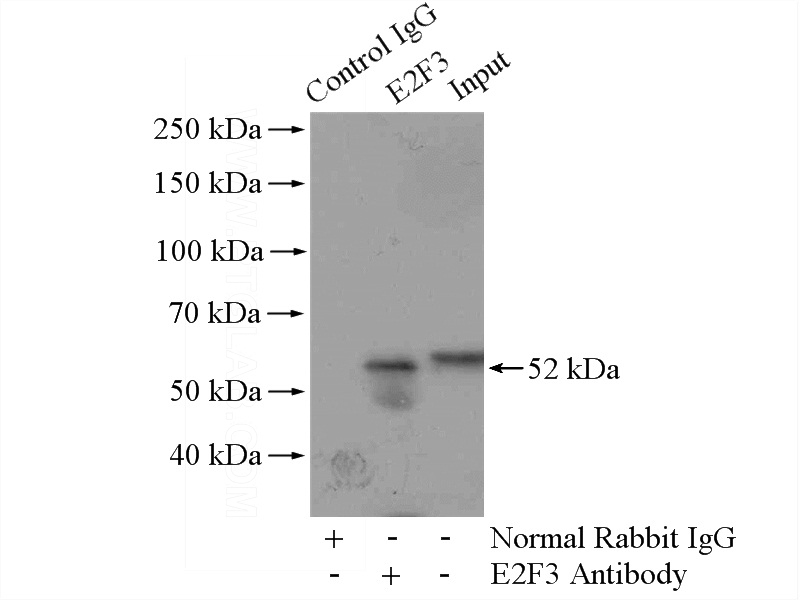 IP Result of anti-E2F3 (IP:Catalog No:110154, 4ug; Detection:Catalog No:110154 1:500) with mouse liver tissue lysate 4000ug.