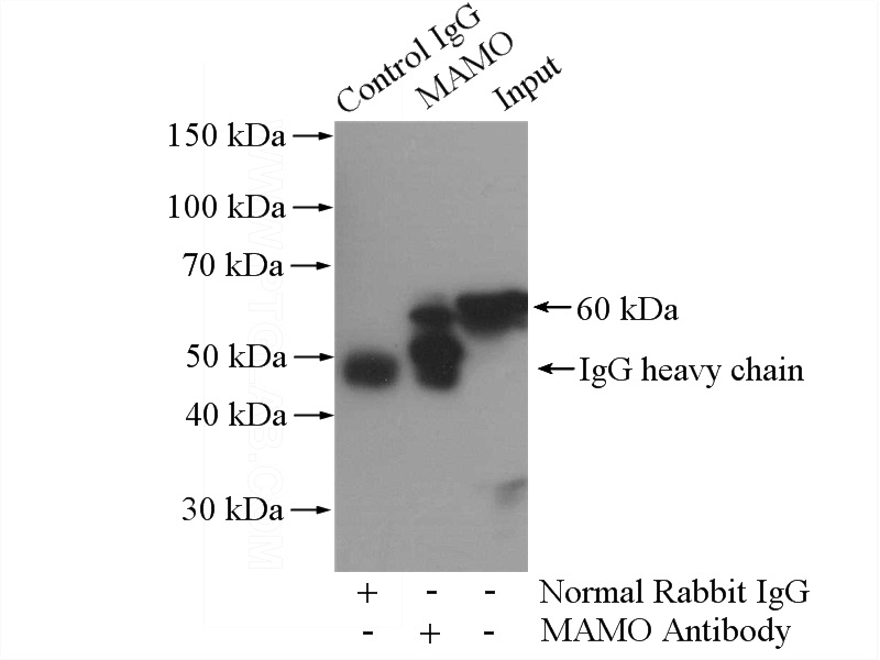 IP Result of anti-MAOA (IP:Catalog No:112469, 3ug; Detection:Catalog No:112469 1:600) with human placenta tissue lysate 2800ug.