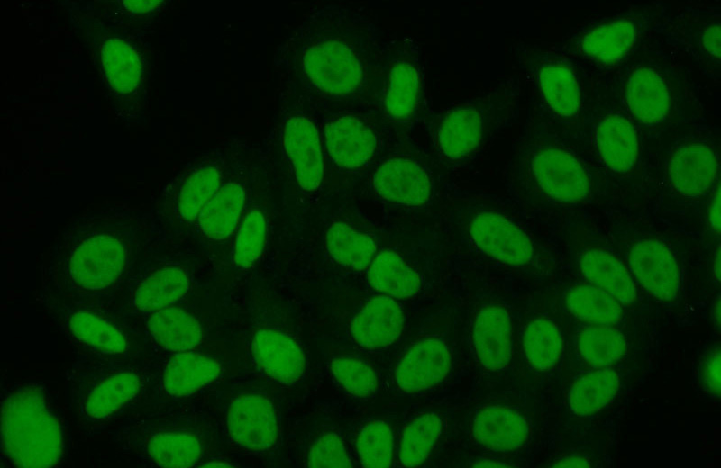 Immunofluorescent analysis of (10% Formaldehyde) fixed HepG2 cells using Catalog No:111465(HDGF2 Antibody) at dilution of 1:50 and Alexa Fluor 488-congugated AffiniPure Goat Anti-Rabbit IgG(H+L)