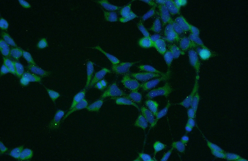 Immunofluorescent analysis of HEK-293 cells using Catalog No:108771(CAD Antibody) at dilution of 1:50 and Alexa Fluor 488-congugated AffiniPure Goat Anti-Rabbit IgG(H+L)