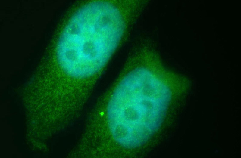 Immunofluorescent analysis of HepG2 cells, using NEK9 antibody Catalog No:113106 at 1:50 dilution and FITC-labeled donkey anti-rabbit IgG(green). Blue pseudocolor = DAPI (fluorescent DNA dye).