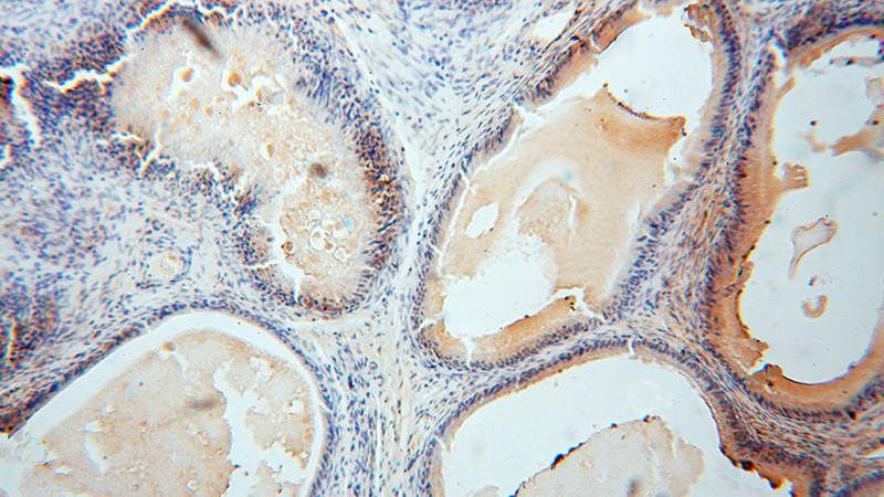 Immunohistochemical of paraffin-embedded human epididymis using Catalog No:113171(NGDN antibody) at dilution of 1:50 (under 10x lens)