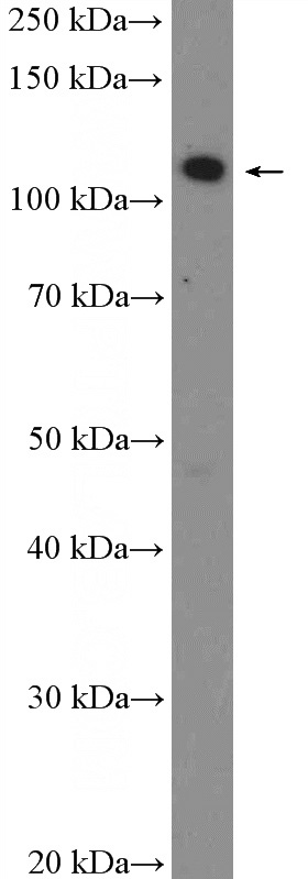 HeLa cells were subjected to SDS PAGE followed by western blot with Catalog No:115847(TAOK1 Antibody) at dilution of 1:600