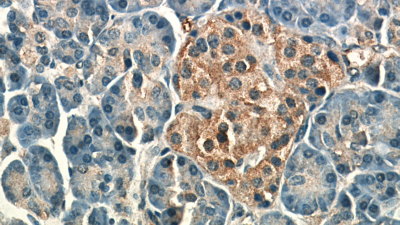Immunohistochemical of paraffin-embedded human pancreas using Catalog No:113742(PCMT1 antibody) at dilution of 1:50 (under 40x lens)