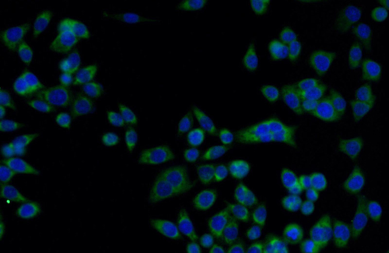 Immunofluorescent analysis of BxPC-3 cells using Catalog No:109749(DCI Antibody) at dilution of 1:25 and Alexa Fluor 488-congugated AffiniPure Goat Anti-Rabbit IgG(H+L)