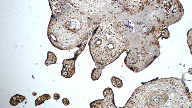 Immunohistochemistry of paraffin-embedded human placenta tissue slide using Catalog No:107395(IL27 Antibody) at dilution of 1:50 (under 10x lens)