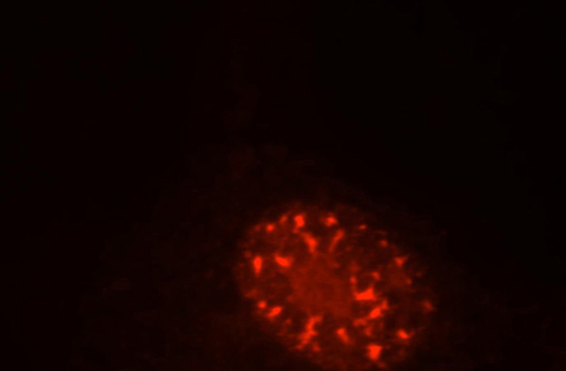 Immunofluorescent analysis of HT1080 cells, using SFRS17A antibody Catalog No:115148 at 1:25 dilution and Rhodamine-labeled goat anti-rabbit IgG (red).