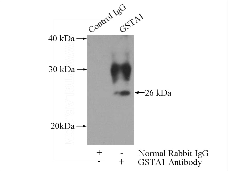 IP Result of anti-GSTA1 (IP:Catalog No:111179, 3ug; Detection:Catalog No:111179 1:500) with mouse liver tissue lysate 4000ug.