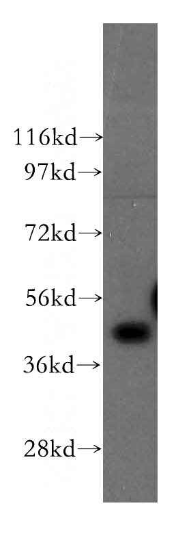 NIH/3T3 cells were subjected to SDS PAGE followed by western blot with Catalog No:110740(FNTA antibody) at dilution of 1:500
