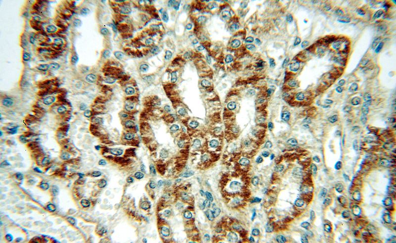 Immunohistochemical of paraffin-embedded human kidney using Catalog No:110146(FXYD5 antibody) at dilution of 1:50 (under 40x lens)