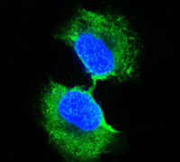 Confocal immunofluorescence analysis of PC-3 cells using GSTP1 mouse mAb (green). Blue: DRAQ5 fluorescent DNA dye.
