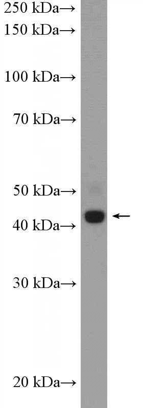 mouse pancreas tissue were subjected to SDS PAGE followed by western blot with Catalog No:115027(SDCCAG3 Antibody) at dilution of 1:300