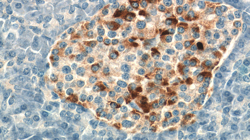 Immunohistochemistry of paraffin-embedded human pancreas tissue slide using Catalog No:109289(CHGB Antibody) at dilution of 1:200 (under 40x lens)