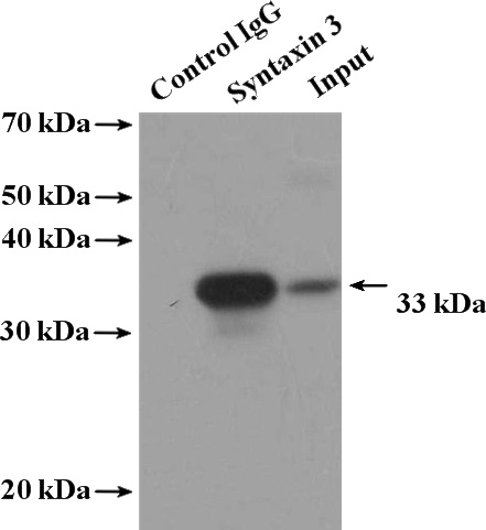 IP Result of anti-STX3 (IP:Catalog No:115797, 4ug; Detection:Catalog No:115797 1:1000) with SH-SY5Y cells lysate 3600ug.