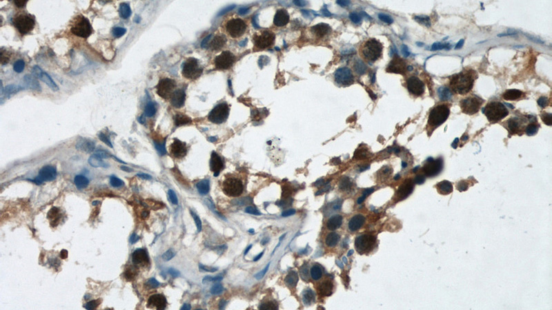 Immunohistochemical of paraffin-embedded human testis using Catalog No:116915(ZBTB38 antibody) at dilution of 1:50 (under 40x lens)