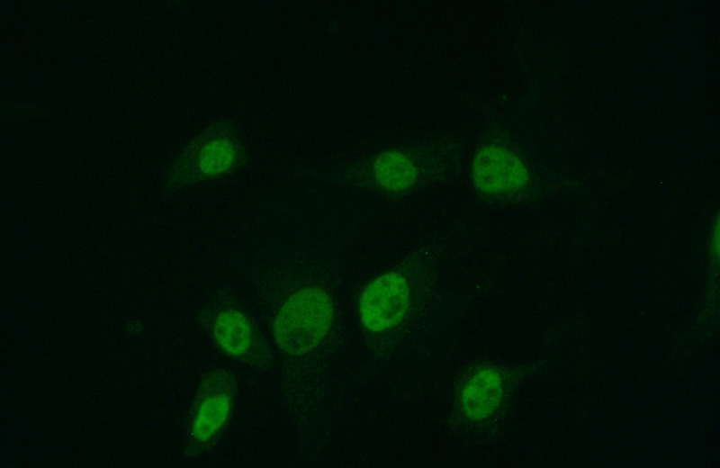 Immunofluorescent analysis of (10% Formaldehyde) fixed NIH/3T3 cells using Catalog No:113003(MYST2 Antibody) at dilution of 1:50 and Alexa Fluor 488-congugated AffiniPure Goat Anti-Rabbit IgG(H+L)