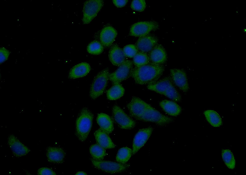 Immunofluorescent analysis of (-20oc Ethanol) fixed PC-3 cells using Catalog No:110317(EEF2K Antibody) at dilution of 1:50 and Alexa Fluor 488-congugated AffiniPure Goat Anti-Rabbit IgG(H+L)