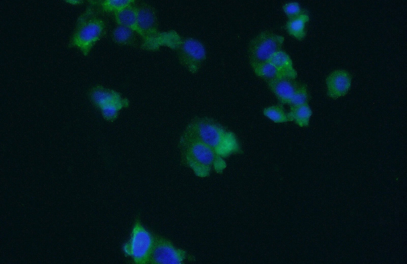 Immunofluorescent analysis of (-20oc Ethanol) fixed PC-12 cells using Catalog No:109289(CHGB Antibody) at dilution of 1:50 and Alexa Fluor 488-congugated AffiniPure Goat Anti-Rabbit IgG(H+L)