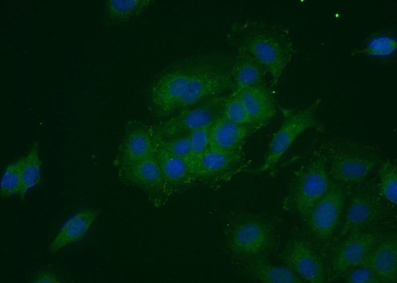 Immunofluorescent analysis of MCF-7 cells using Catalog No:110777(FRS2 Antibody) at dilution of 1:25 and Alexa Fluor 488-congugated AffiniPure Goat Anti-Rabbit IgG(H+L)