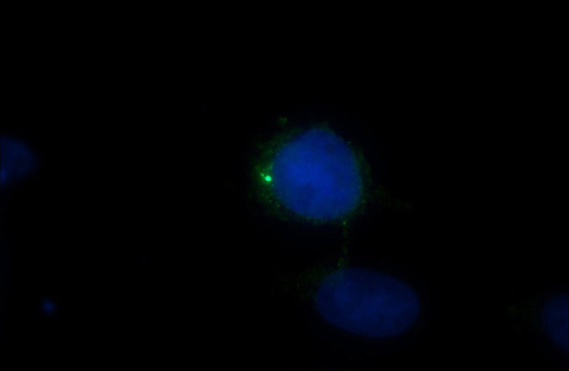Immunofluorescent analysis of MDCK cells using Catalog No:109265(CEP135 Antibody) at dilution of 1:50 and Alexa Fluor 488-congugated AffiniPure Goat Anti-Rabbit IgG(H+L)