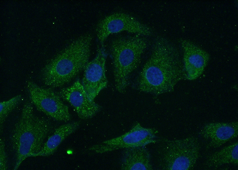 Immunofluorescent analysis of (-20oc Acetone) fixed SH-SY5Y cells using Catalog No:109843(DEAF1 Antibody) at dilution of 1:50 and Alexa Fluor 488-congugated AffiniPure Goat Anti-Rabbit IgG(H+L)