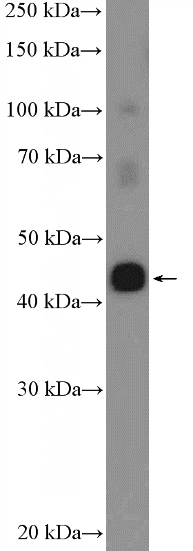 MCF-7 cells were subjected to SDS PAGE followed by western blot with Catalog No:108702(C20orf4 Antibody) at dilution of 1:300
