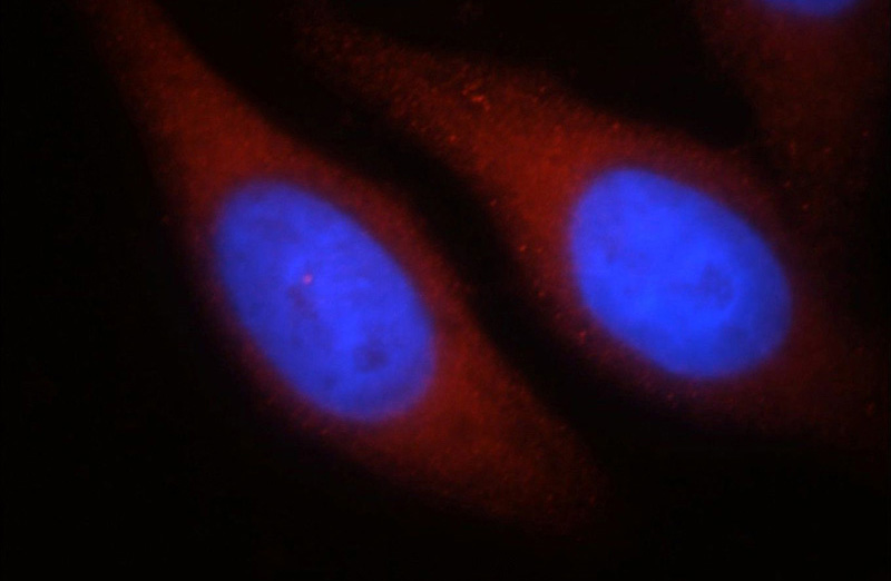 Immunofluorescent analysis of HepG2 cells, using SPATA13 antibody Catalog No:115548 at 1:25 dilution and Rhodamine-labeled goat anti-rabbit IgG (red). Blue pseudocolor = DAPI (fluorescent DNA dye).